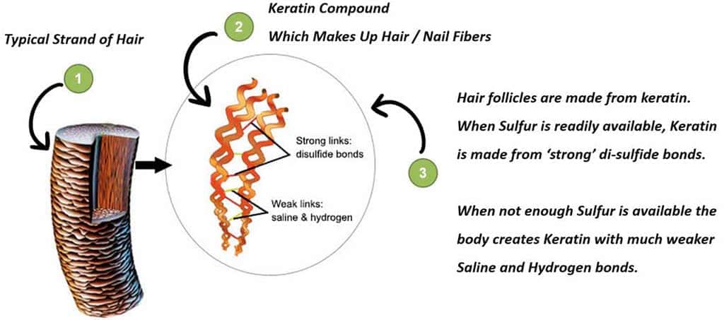 Esquema estructura interna del cabello